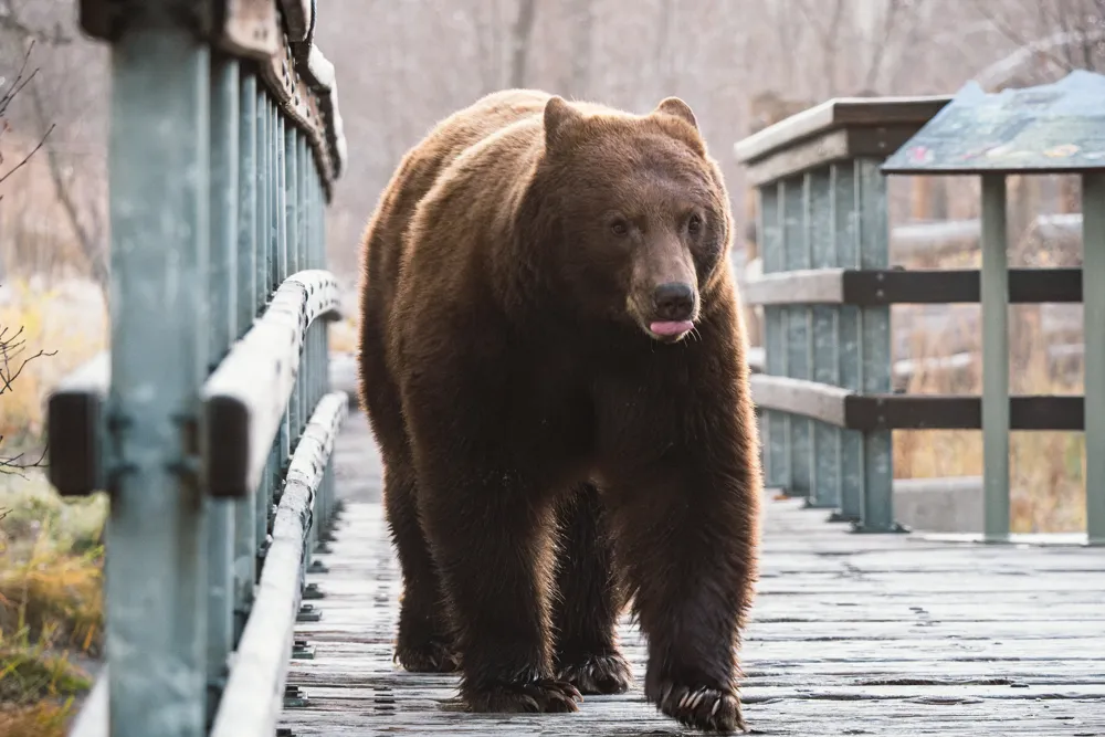 Tahoe Bear