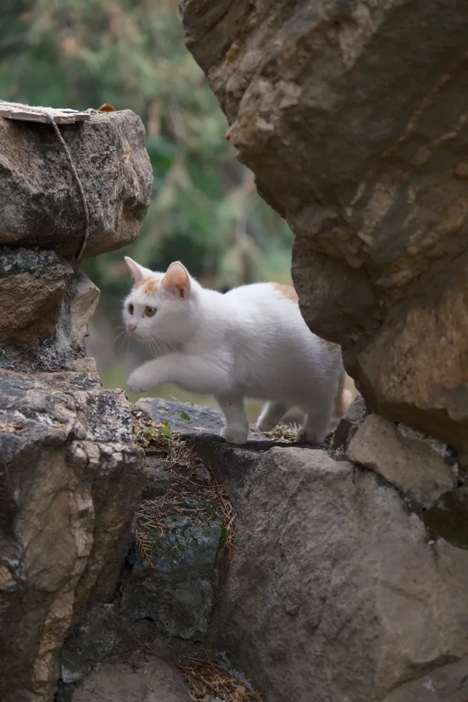 颐和园 · 拍猫