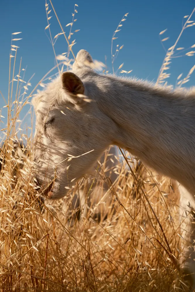 🐑 来自 Sunnyvale 的羊