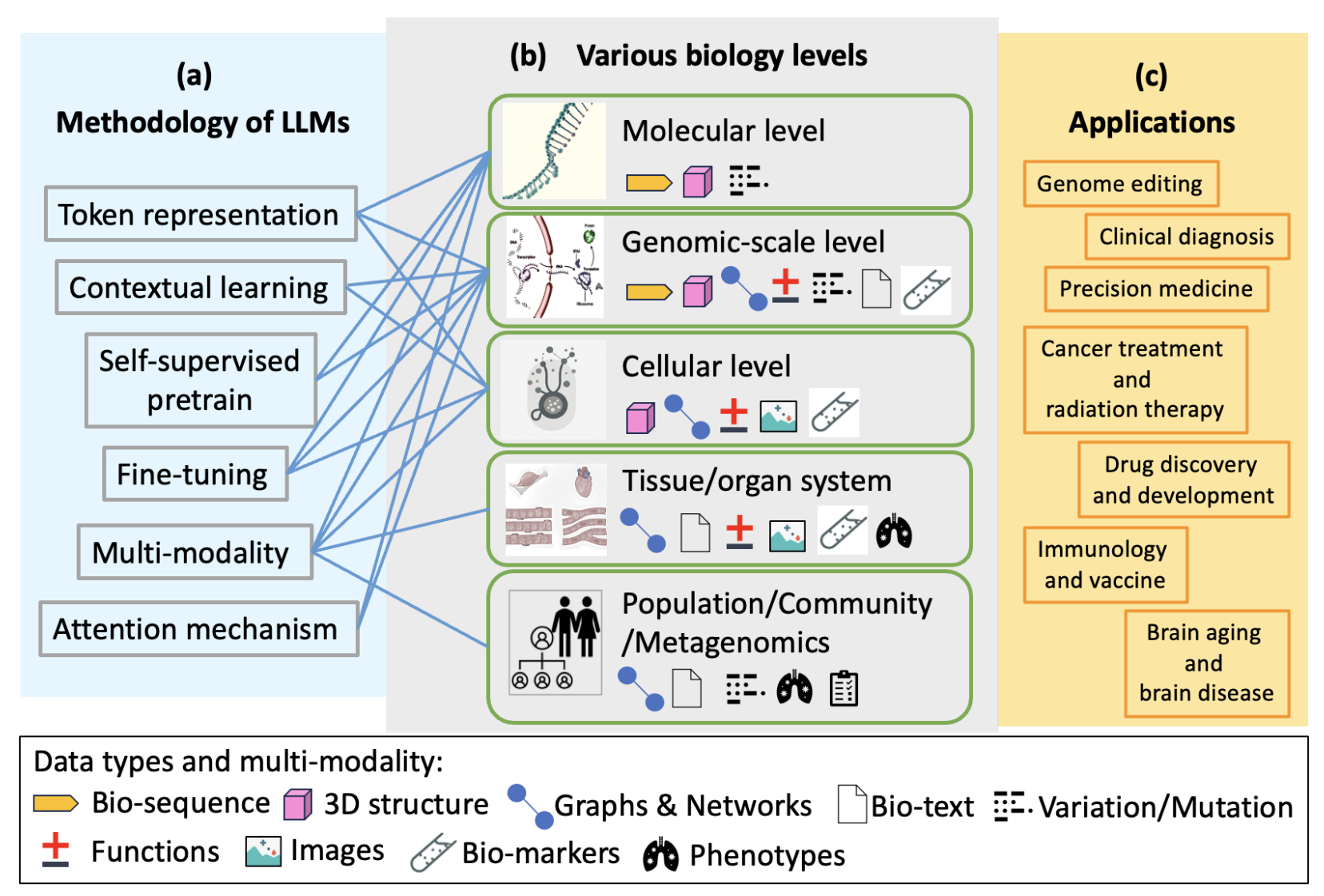图2 生物信息学领域大型语言模型（LLMs）整合的里程碑：在DNA、RNA、蛋白质及单细胞RNA（scRNA）应用方面取得的突破<sup>[6]</sup>。