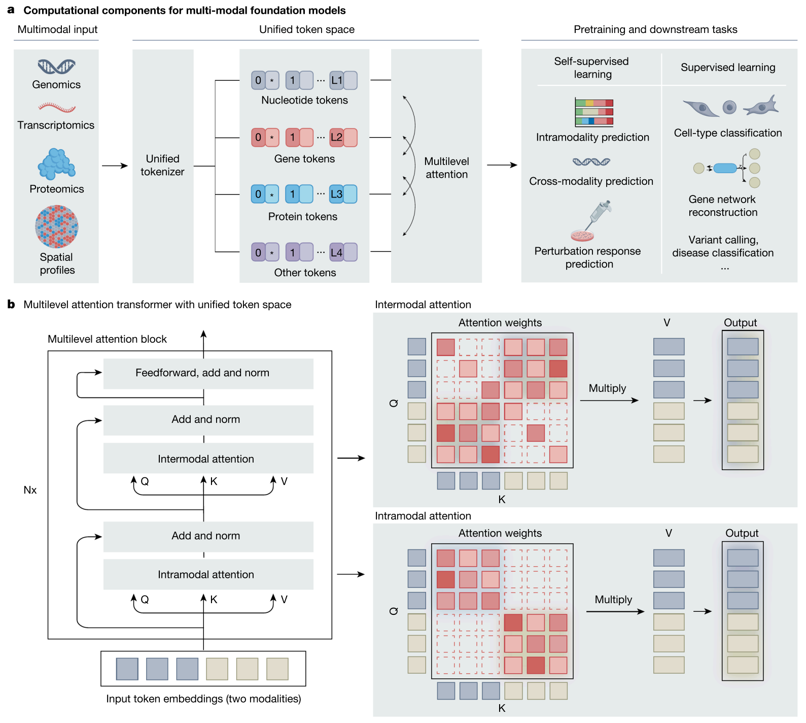 图3 多模态基础模型的计算组件。a、多模态基础模型的预期组件。该模型由多模态输入数据构成，通过混合统一标记和多级注意力操作进行处理。可采用多种自监督和监督学习目标进行预训练和迁移学习。b、多模态内/跨模态注意力机制的放大模型，展示模型中使用的多头注意力变体。放大面板直观呈现单个注意力头的跨模态与模态内操作，密集方块表示对应查询(Q)与键(K)对之间的注意力计算，虚线方块则表示未进行注意力计算。查询、键和值(V)均为Transformer模型计算的实数向量。Nx表示连续堆叠的注意力块数量<sup>[4]</sup>。