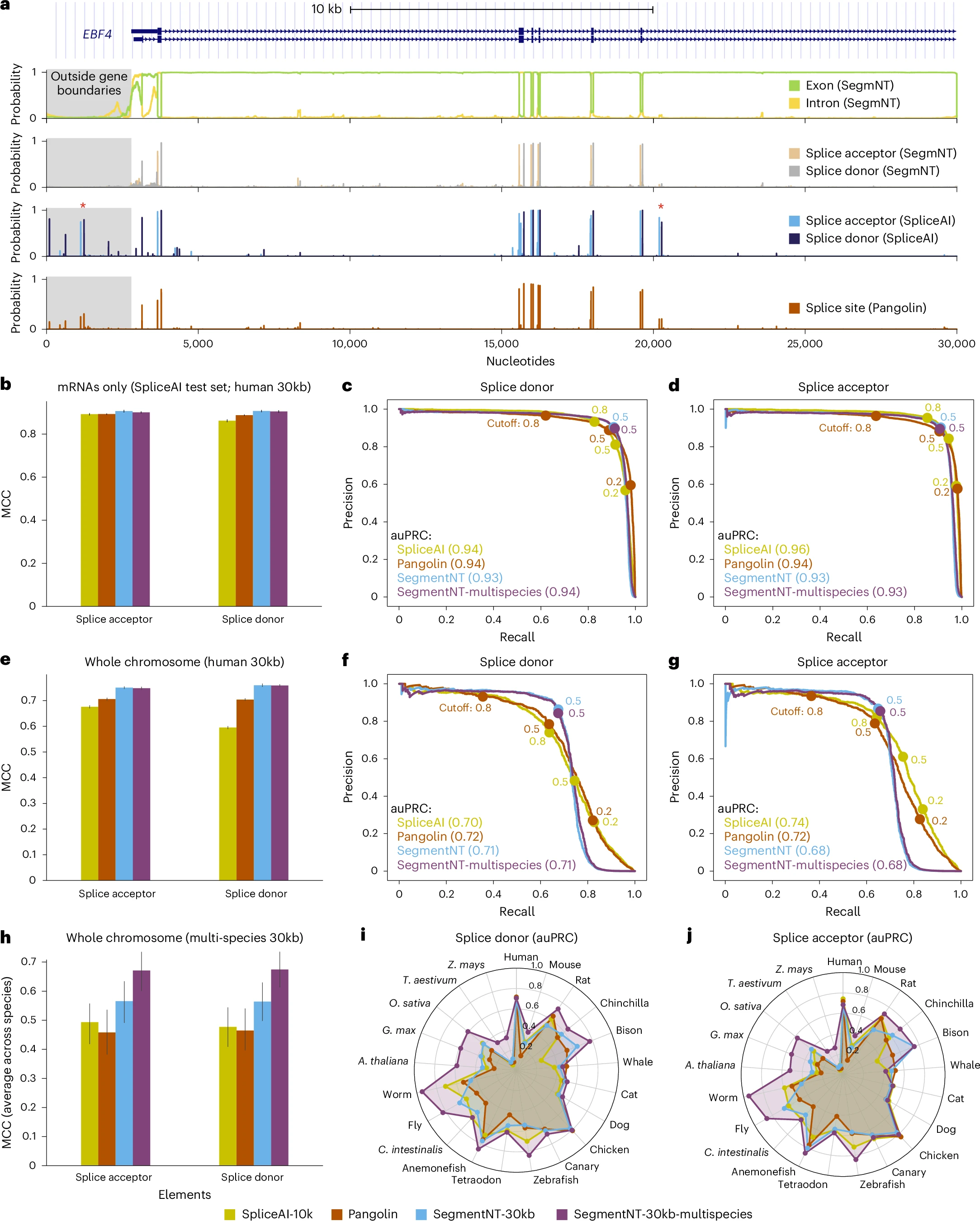 图5 SegmentNT在剪接位点预测上的性能