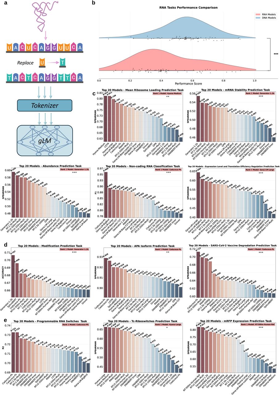 图5 RNA水平任务模型性能
