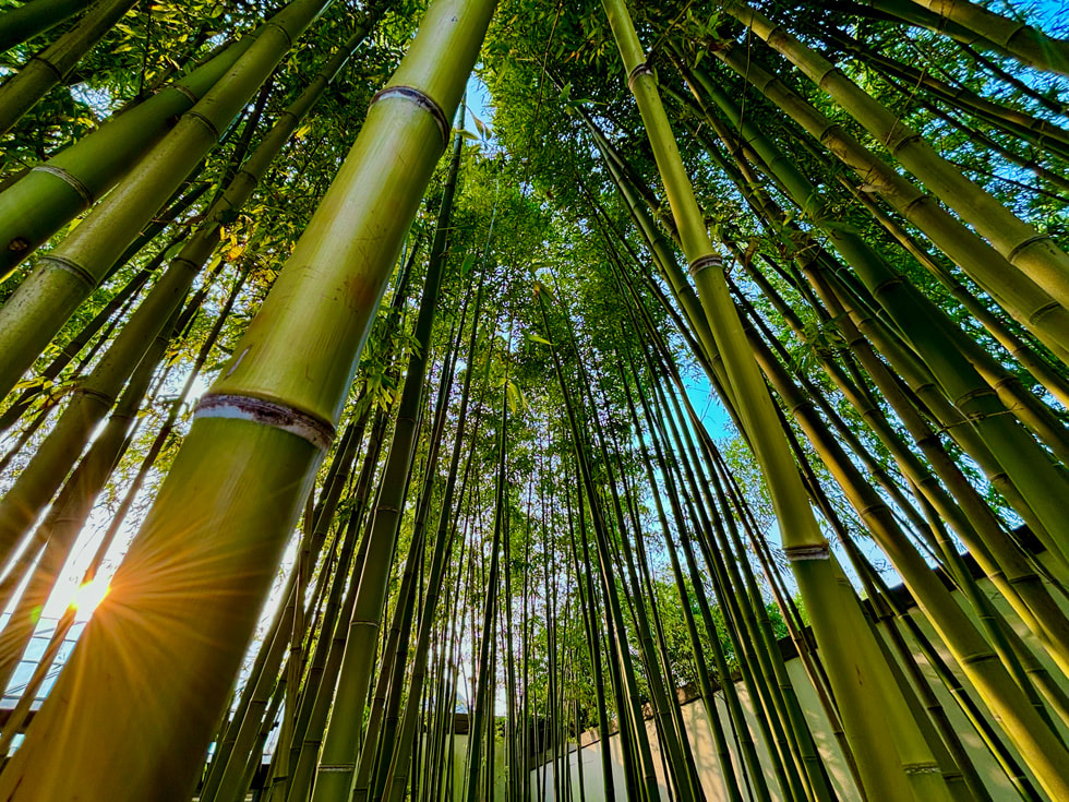 风鸢 使用 iPhone 15 Plus 超⼴⻆摄像头于苏州拍摄。