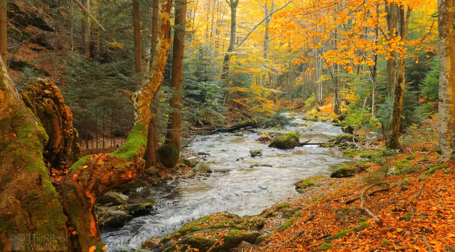 秋季的森林（自然声音）