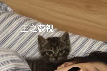 https://cdn.jsdelivr.net/gh/liusoon/images/image-20201122045527925.png