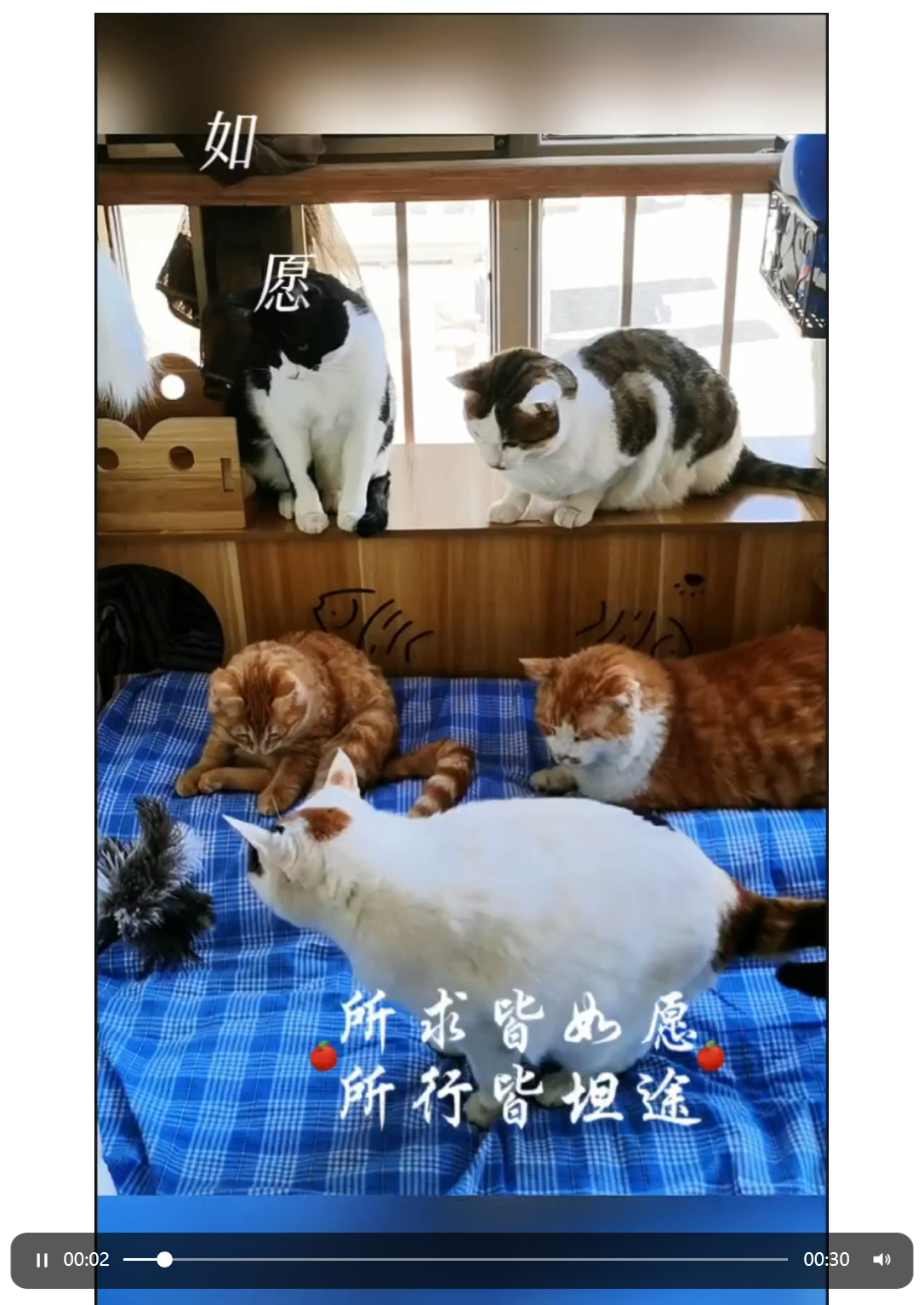 视频截图