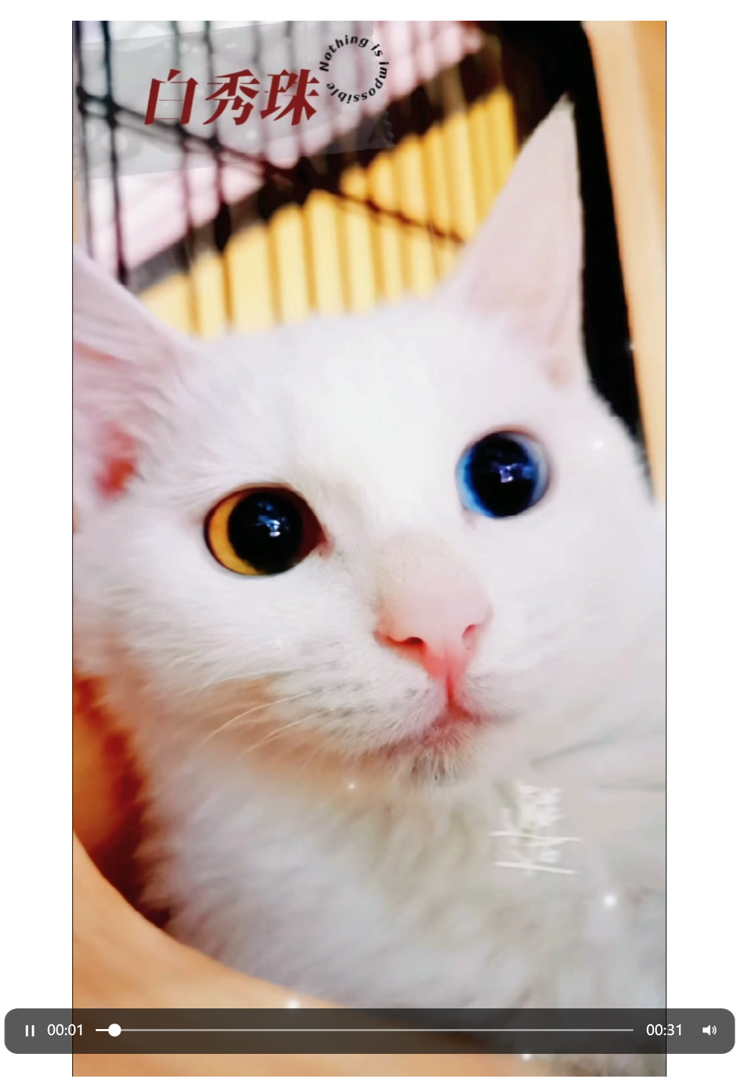 视频截图