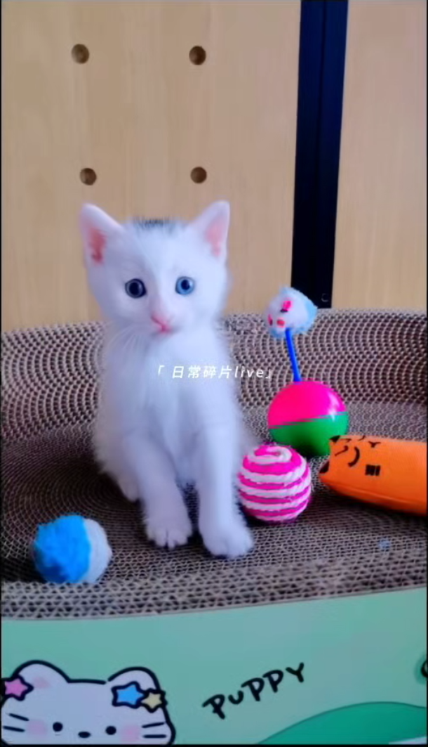 Blog131 我们是蜜罐子里出生长大的四个小宝宝