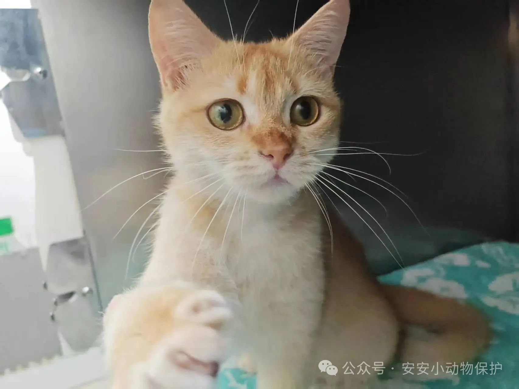 Blog133 北京领养 | 双猫记:金渐层的优雅VS拆迁猫的坚强