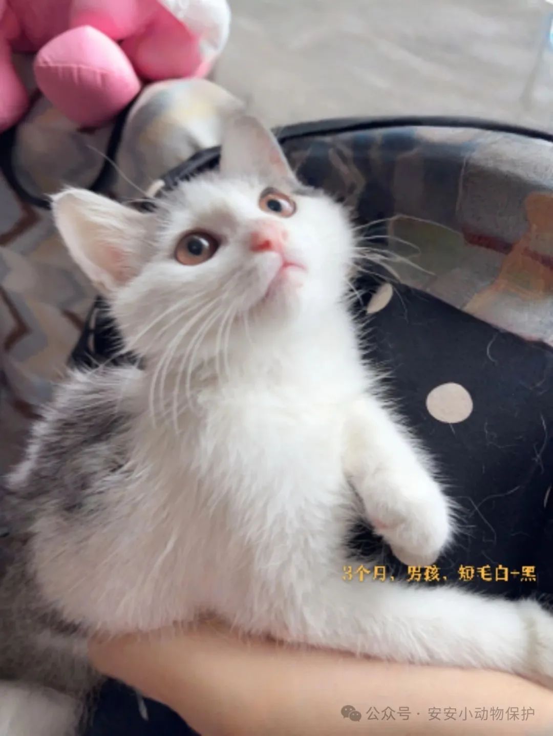 Blog134 北京领养 | 一大波可爱猫咪寻靠谱家庭!
