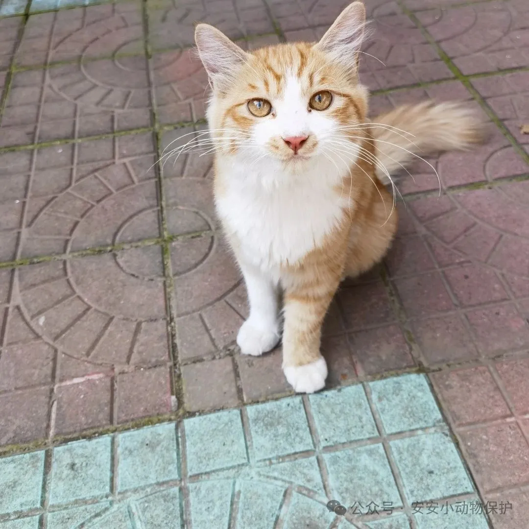 Blog141 北京领养 | 曾经孤单,未来有你!5个月橘猫求温暖家庭