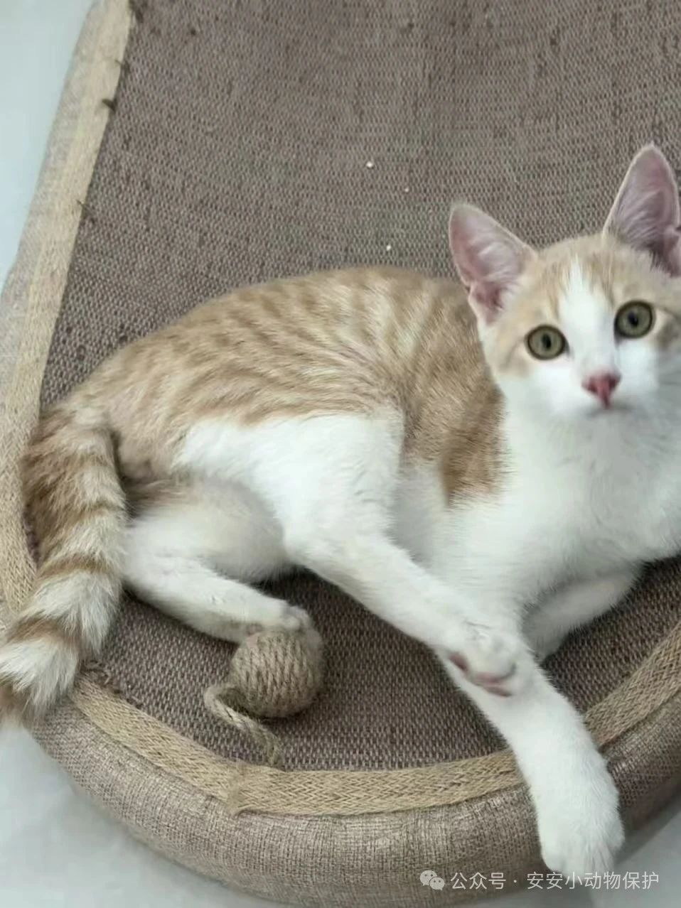 Blog142 北京领养 | 找家啦!4个月小奶猫求领养,亲人黏人健康干净