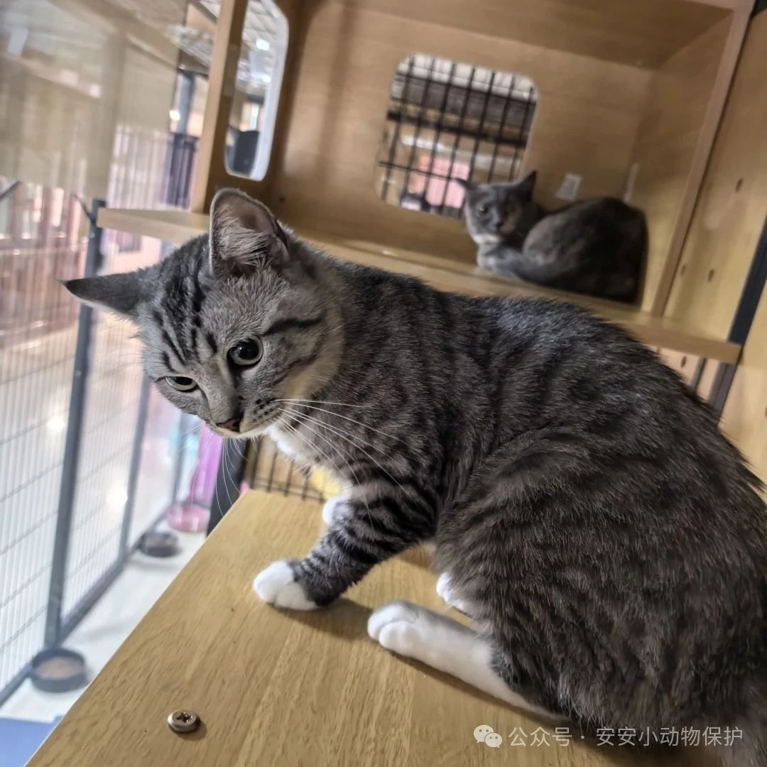 Blog143 北京领养 | 虎灰”双全,您就差这一对宝贝啦!