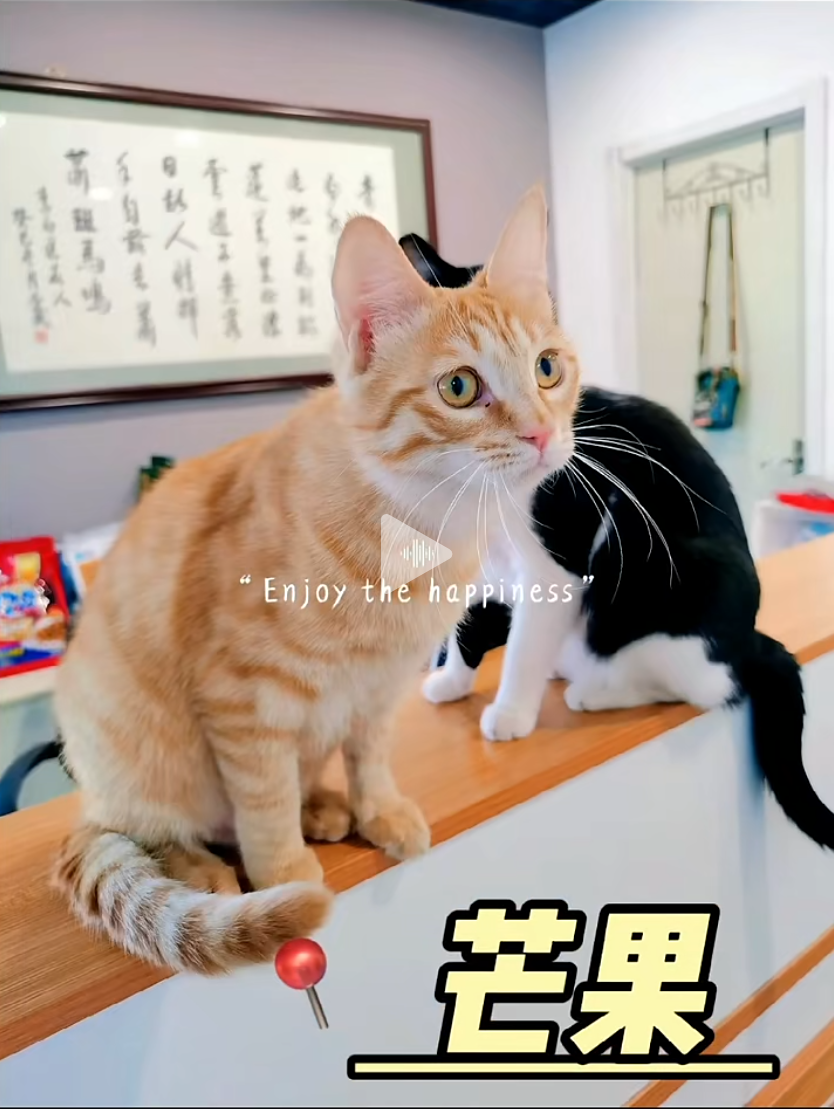 Blog146 🐾北京寻家🏠:芒果妹妹