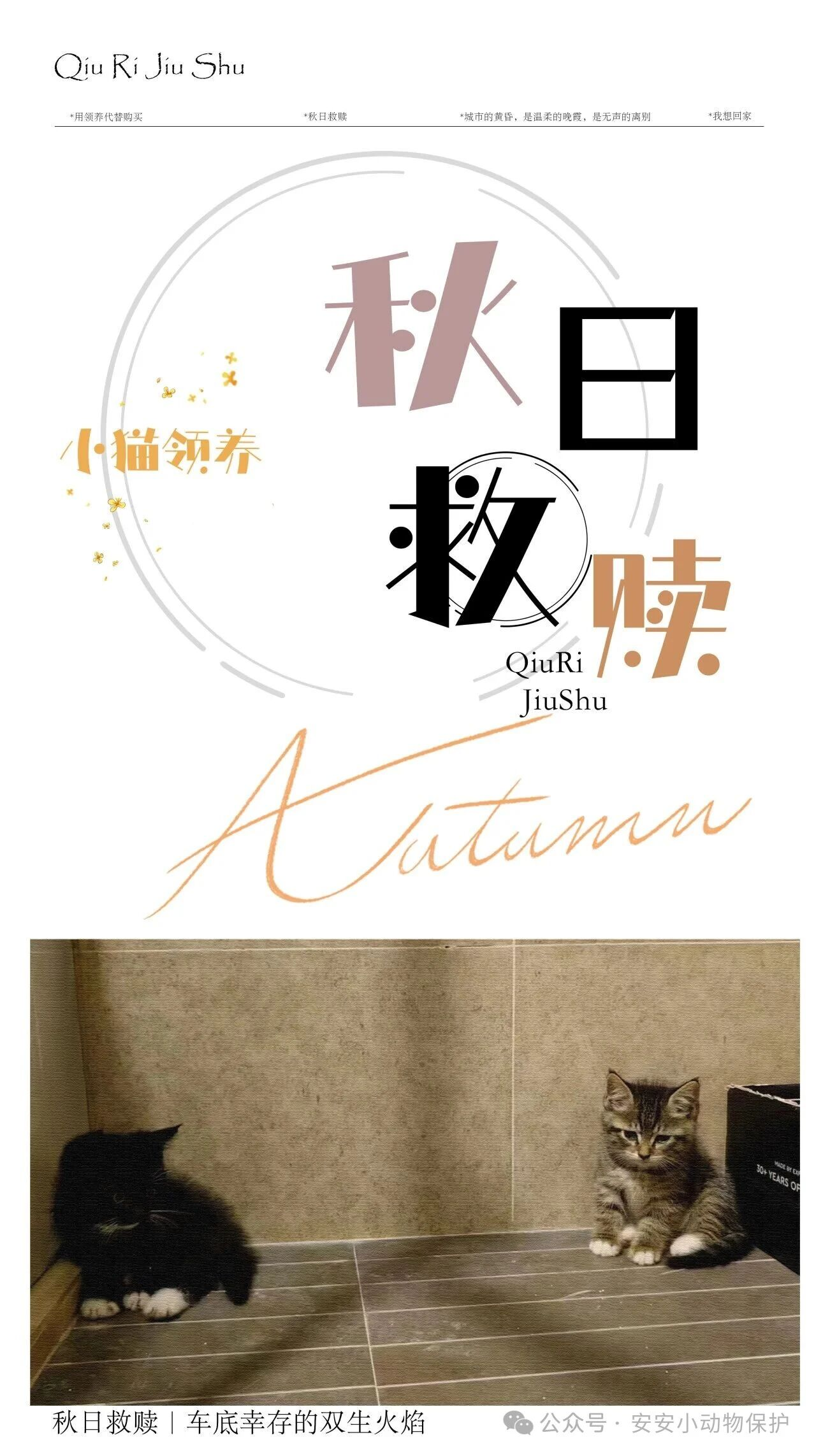 Blog157 北京领养 | 秋日救赎