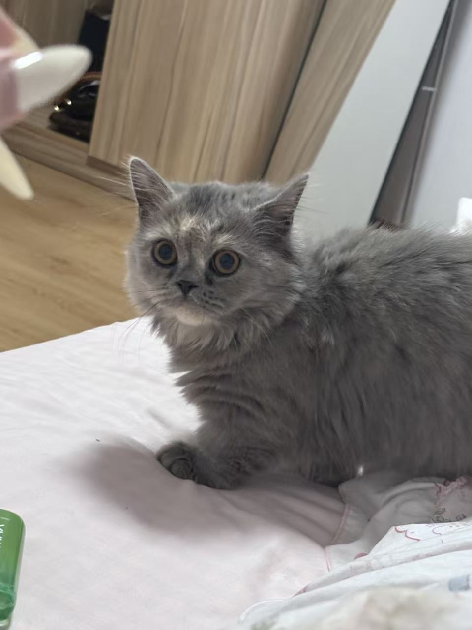 Blog160 寻猫启事