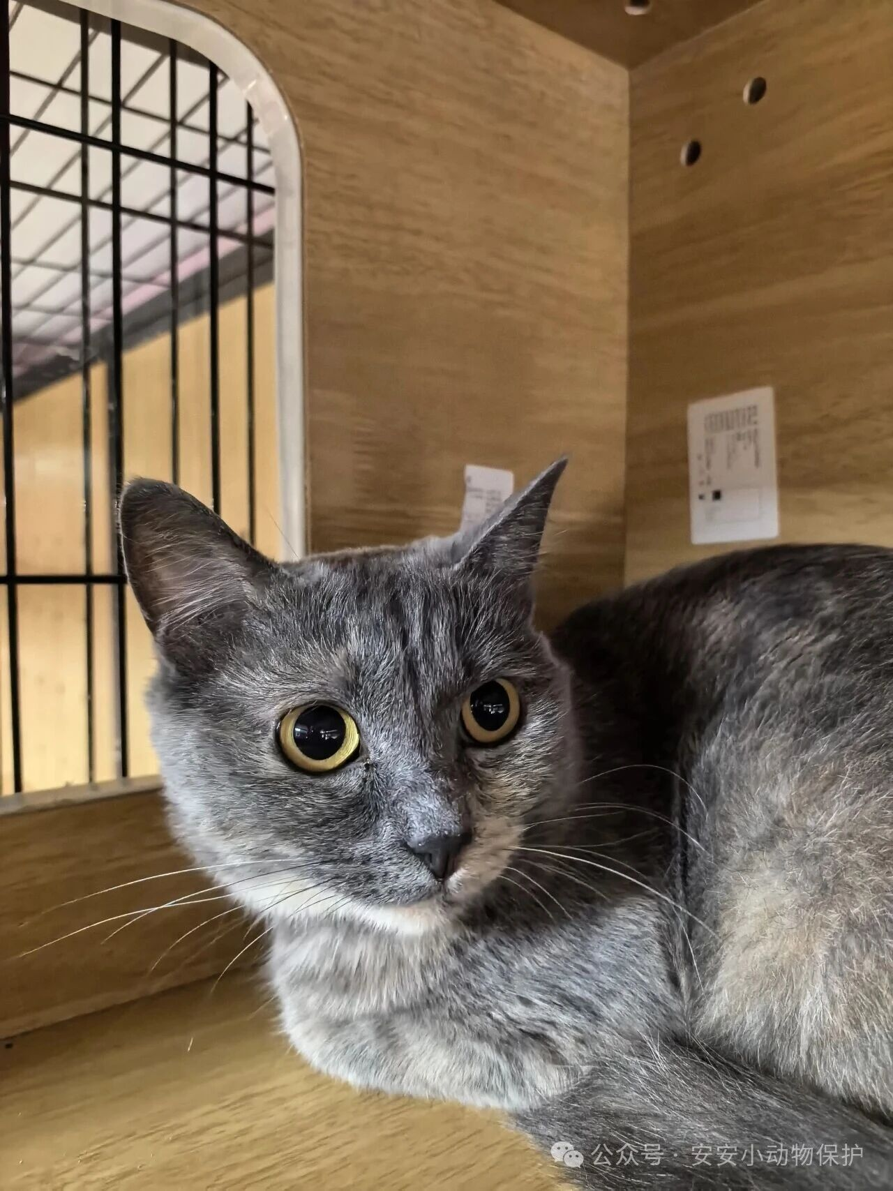 Blog162 北京领养 | 小灰:一只温婉可人的一岁小猫,期待一个温暖的家~