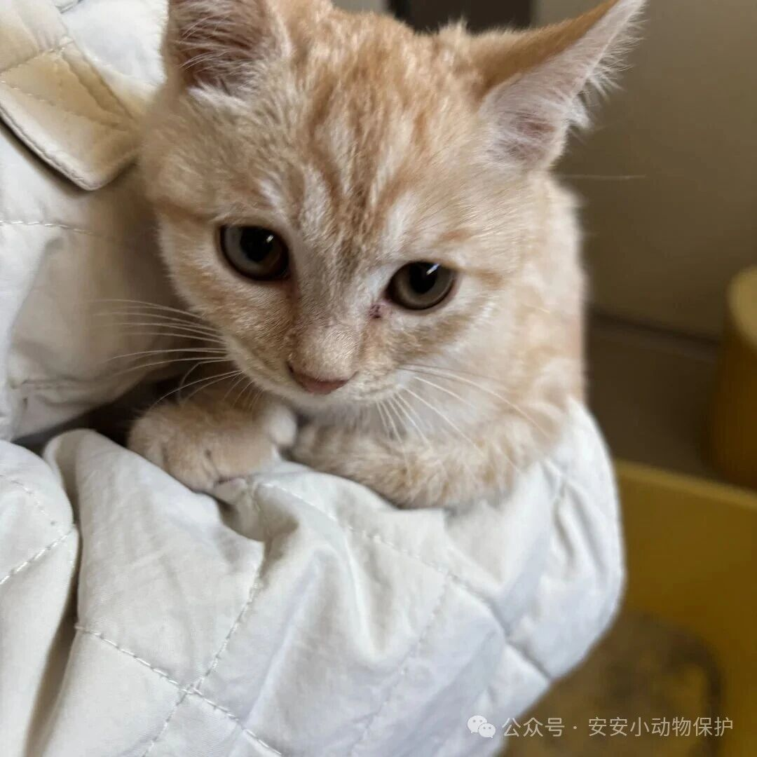 Blog163 北京领养 | 双倍橘势,无限可爱!