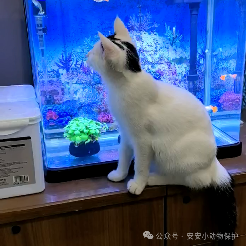 Blog165 北京领养 | 这个夏天,我们捡到了一窝星空~