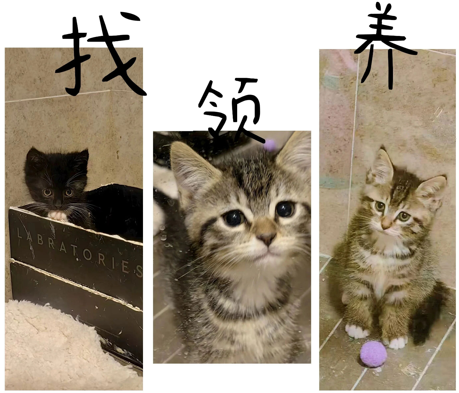 Blog166 北京领养 | 秋日救赎 车底幸存的双生火焰