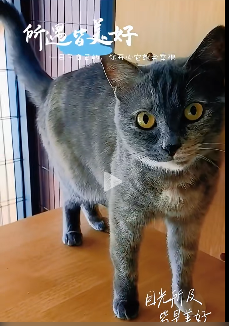 Blog167 给小灰灰找一个温暖的家!🐾