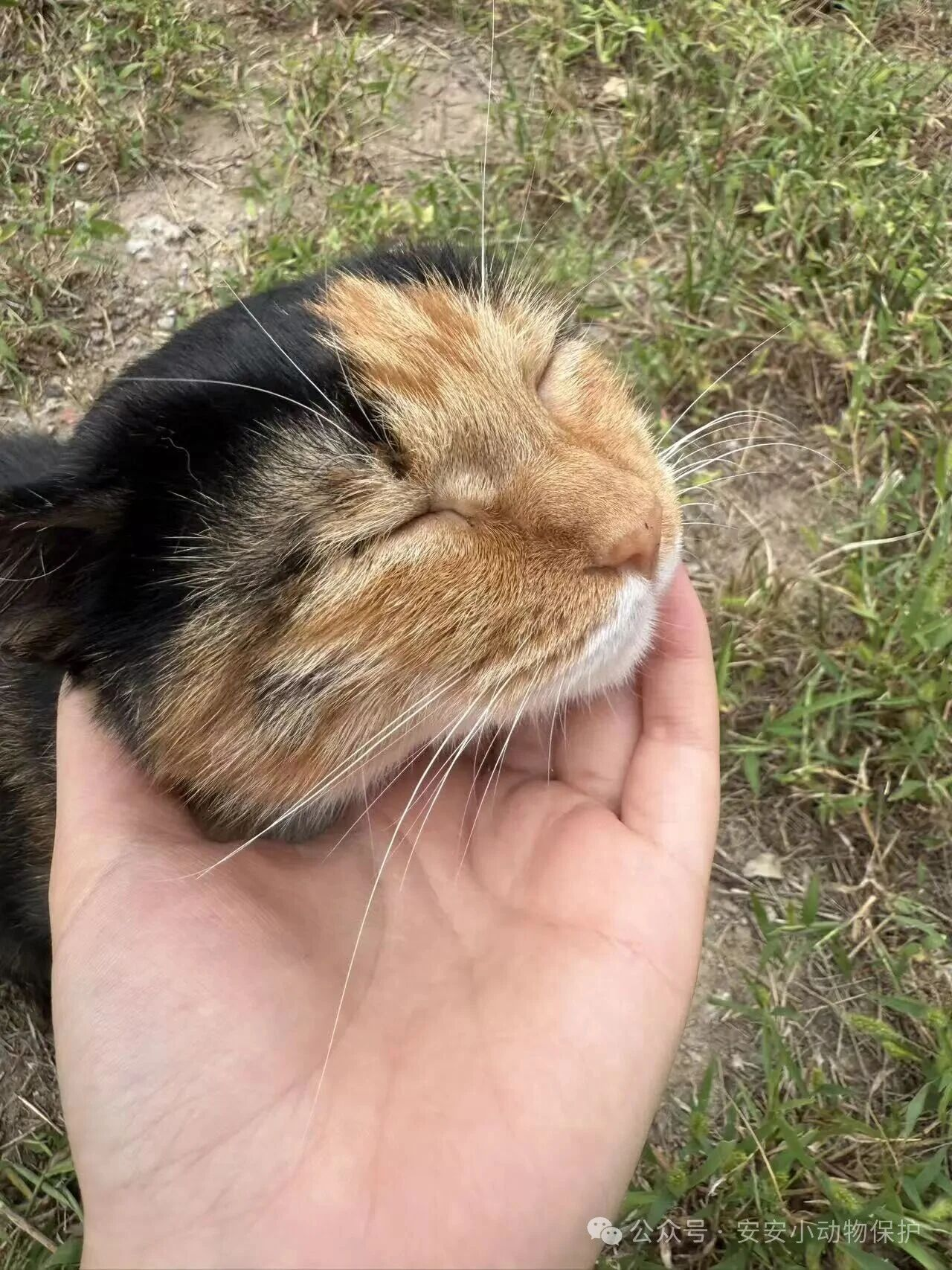 Blog168 北京领养 | “校友”咕噜驾到!超萌玳瑁在校园等你来接走