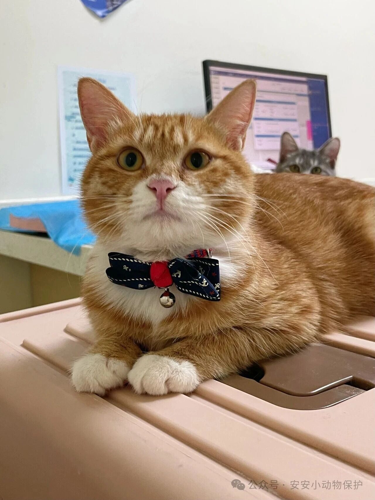 Blog169 北京领养 | 四美寻家记-谁能拒绝这些温柔可爱的小天使?