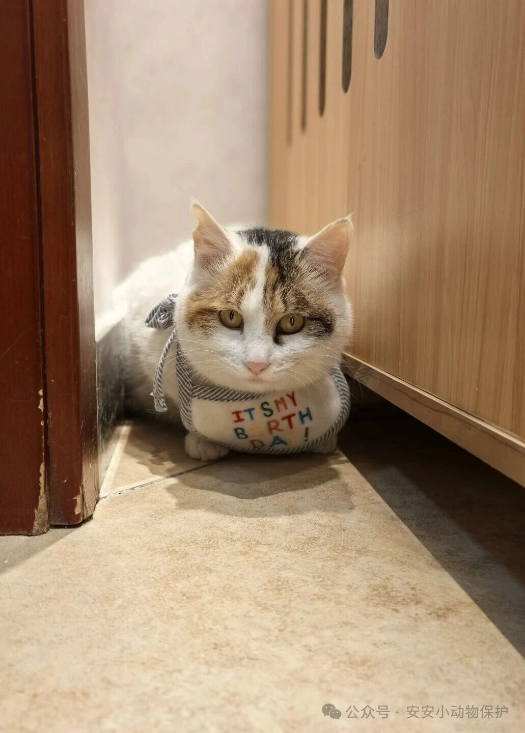 Blog170 北京领养 | 咪咪九命:流浪猫的坚韧猫生!