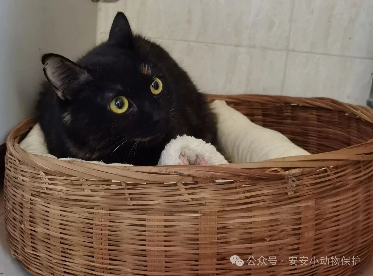 Blog171 北京领养 | 御猫驾到!故宫同款玳瑁「玄露」,求贴贴~