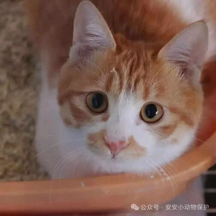 Blog172 北京领养 | 那片爬满桂花的教学楼后墙,藏着这个秋天最柔软的惊喜~