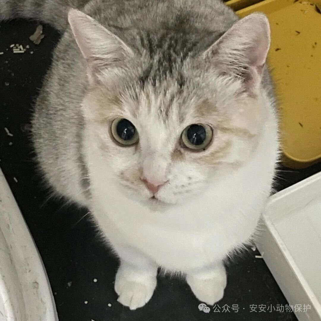 Blog173 北京领养 | 水墨:一只会呼吸的水墨画,等你带她回家