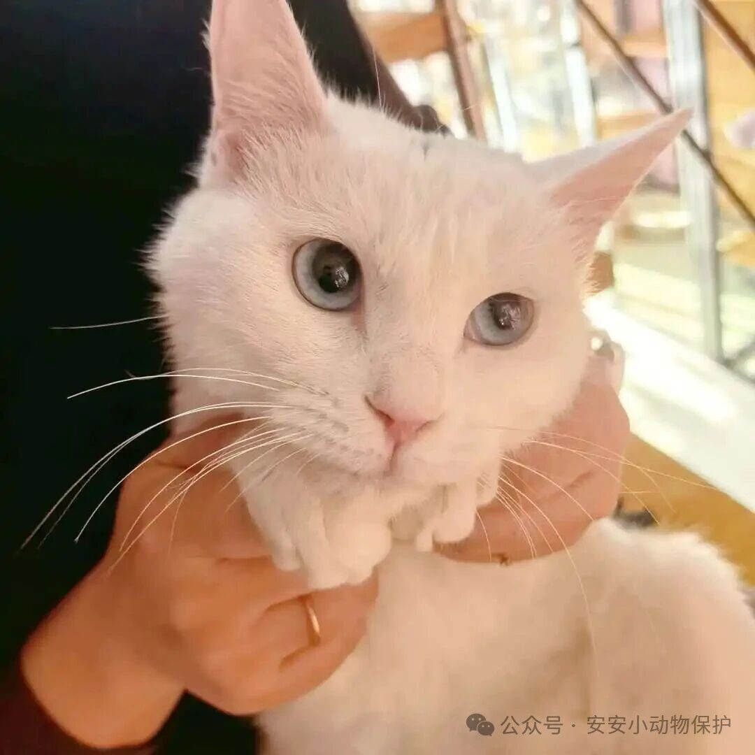 Blog174 北京领养 | 她的蓝眼睛里,映着谁的影子?