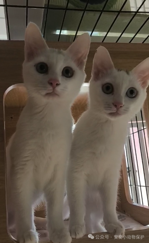 Blog175 北京领养 | 遇见生命最初的纯真:四小只的猫生,盼一处温柔港湾~