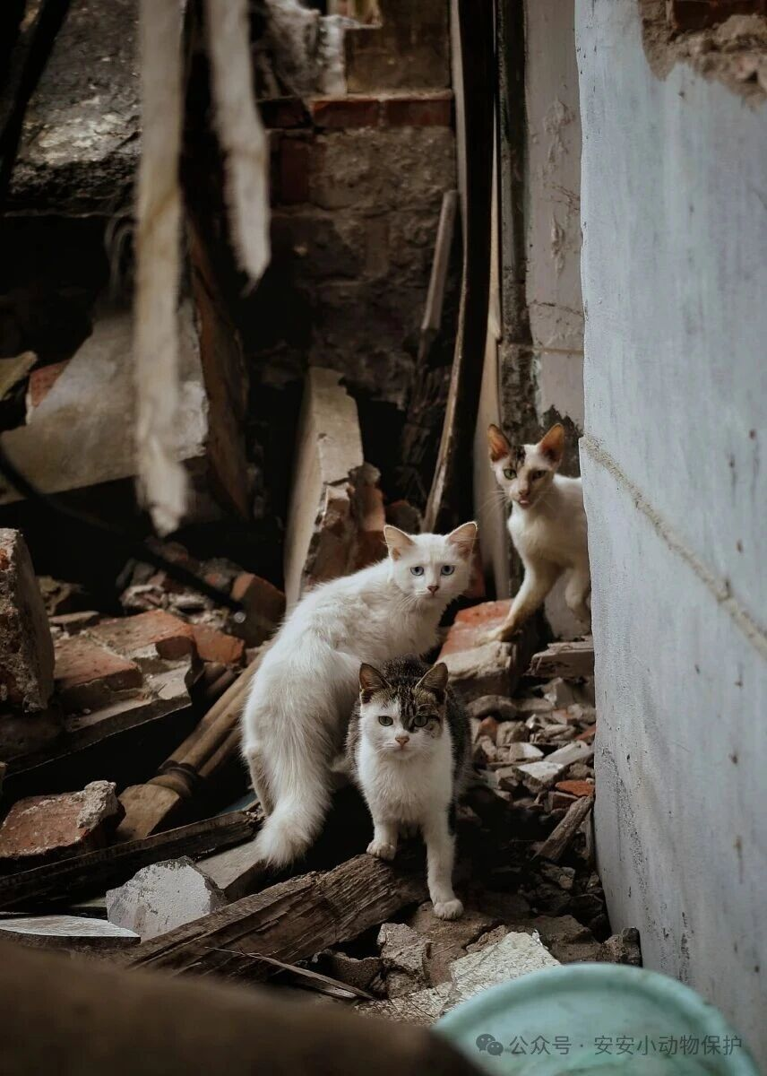 Blog176 您囤一份粮,ta们多一分生机|助力安安基金“温饱计划”