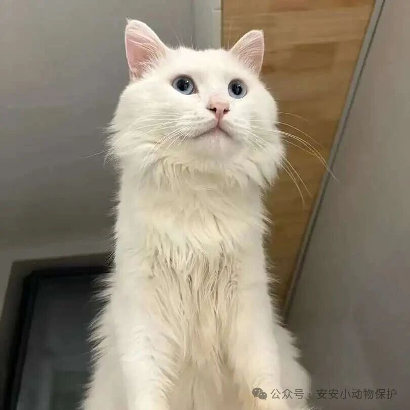 Blog178 北京领养 | 超软萌大白白~找家啦!水蓝色眼睛的大帅哥等你带ta回家