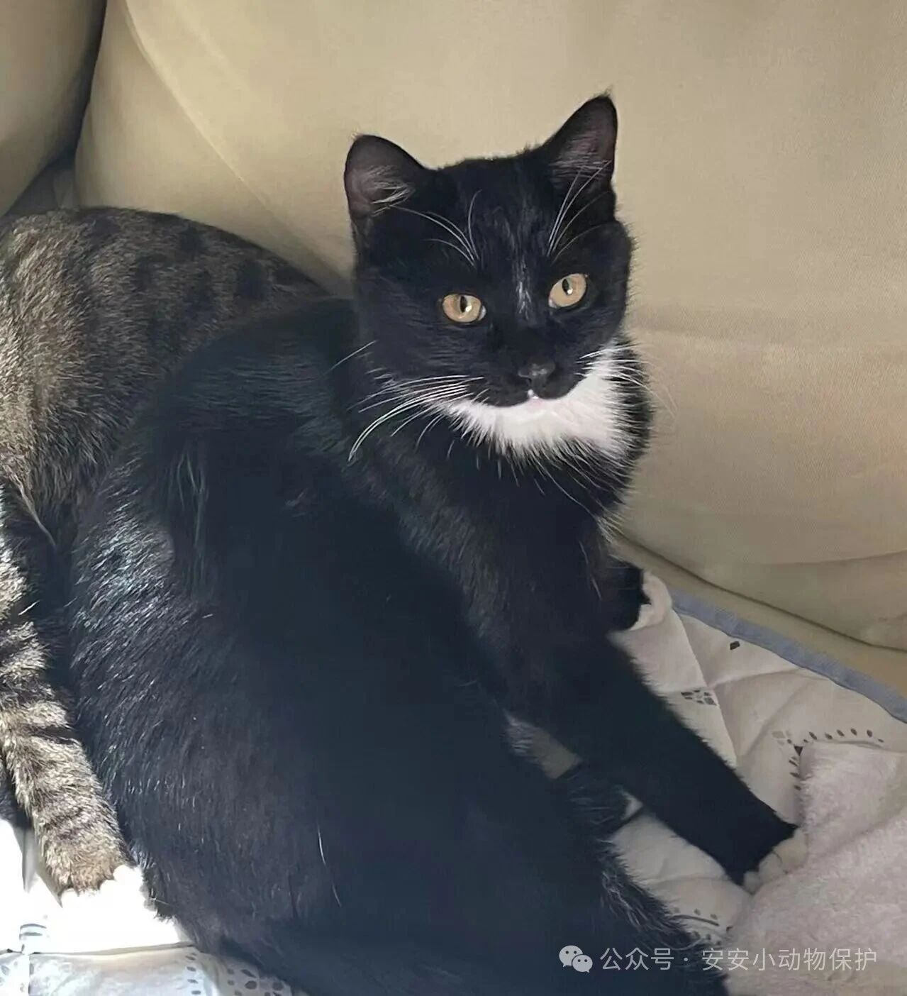 Blog179 北京领养 | 他为什么这么乖?听听花宝的故事