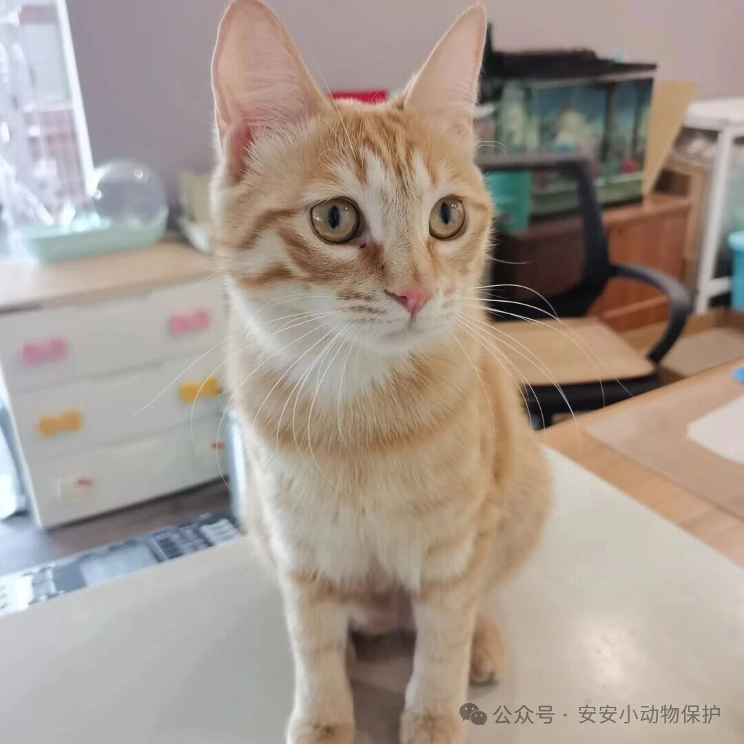 Blog180 北京领养 | 全糖去冰!高颜值“橘座”芒果,申请成为你的独家甜点~