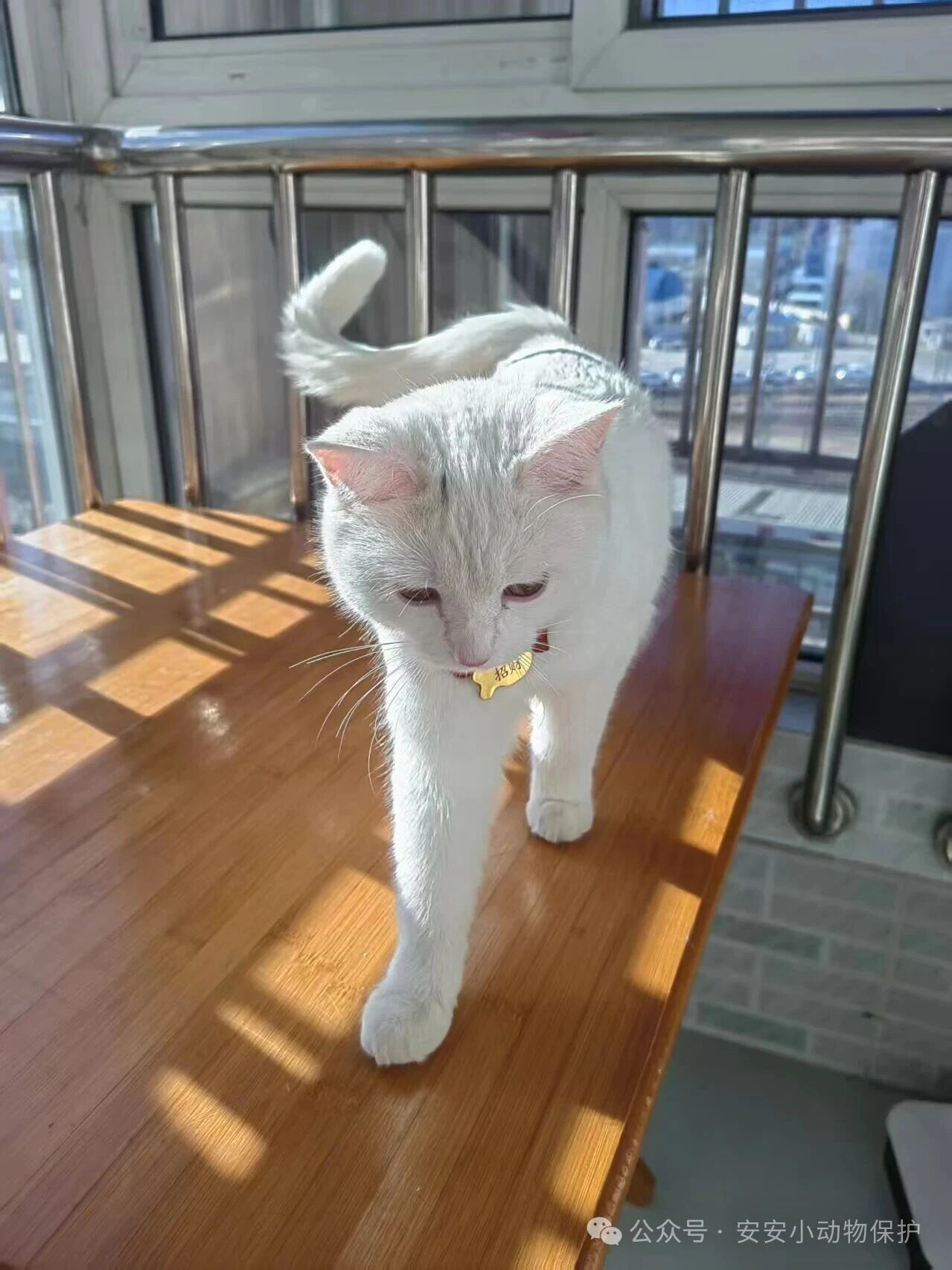 Blog181 北京领养 | 猫小白经历漂泊淋过风雨,只为遇见对的你