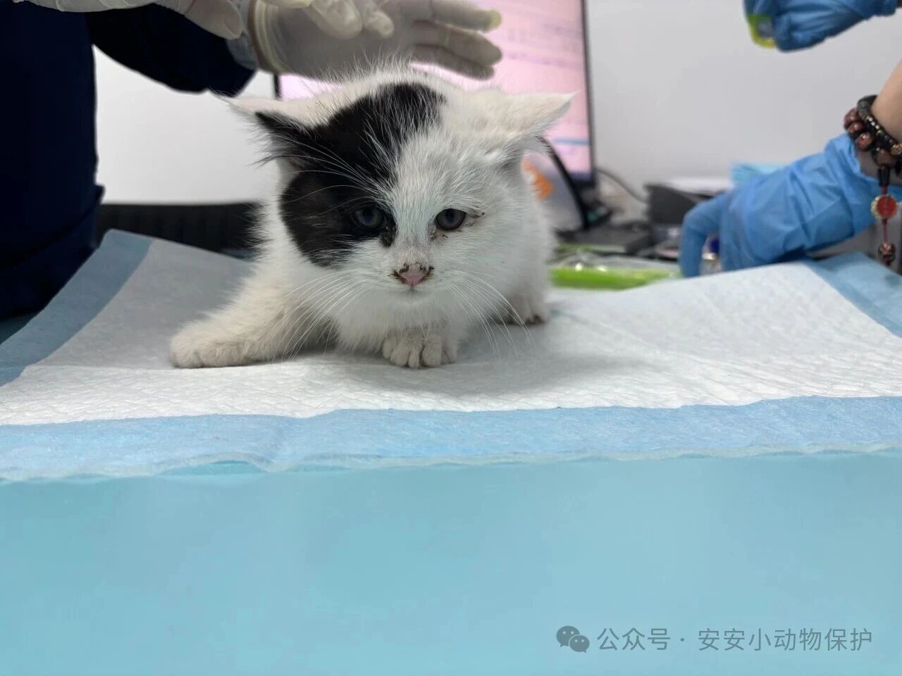 Blog182 北京领养 | 校园寒冬里,ta们在等待一个家