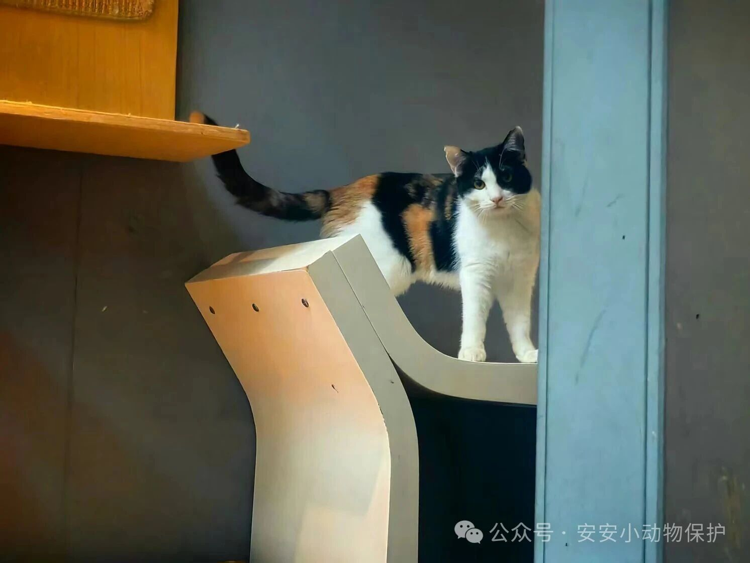 Blog183 北京领养 | 这个冬天,让爱终止流浪:三位猫咪寻找终身家人