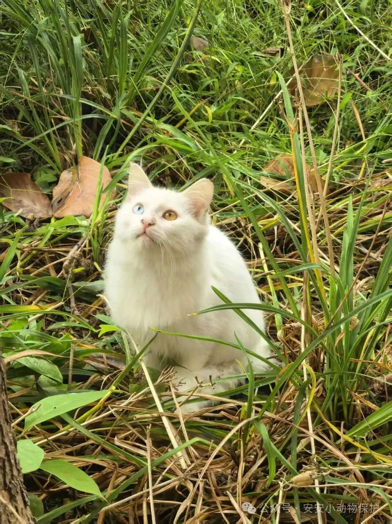 Blog184 北京领养 | 倒计时9天!两只校园猫何去何从?