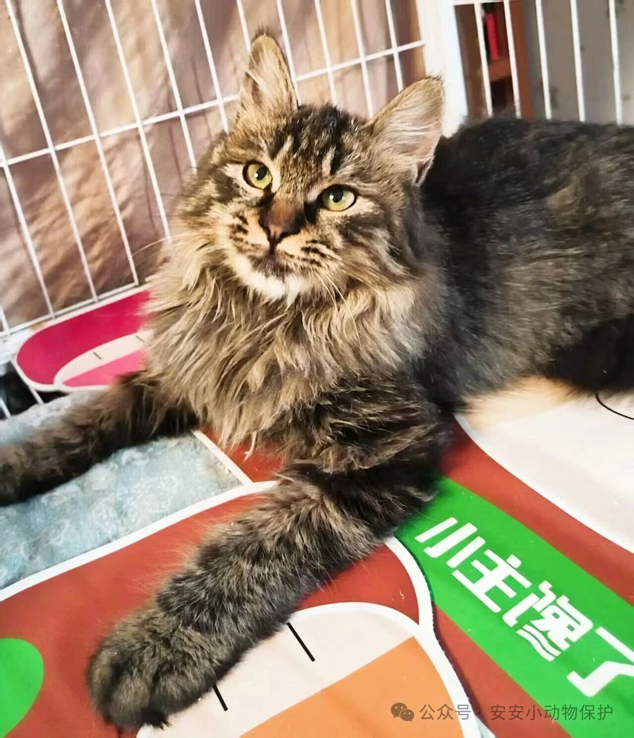 Blog185 北京领养 | 一只会踩奶嘬爪的黄绿眼眸小精灵,等你给她一个家