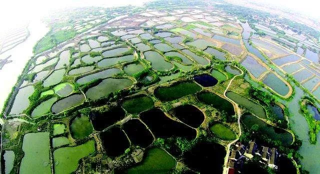 桑基鱼塘，珠三角农业生产模式的主流