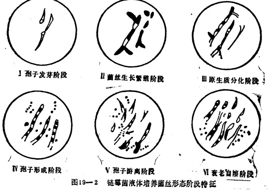 抉择-19.3_链霉菌液体培养菌丝形态阶段特征.jpg