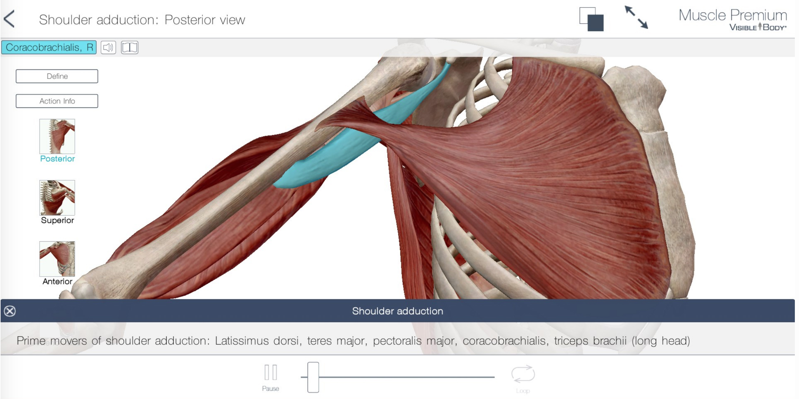 Visible Body Muscle Premium