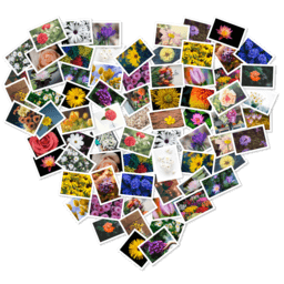 FigrCollage
