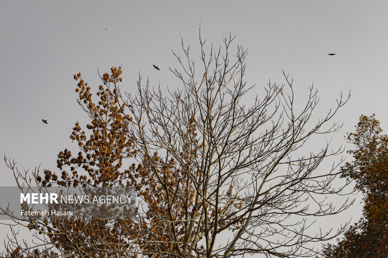 هوای مشهد قابل قبول است