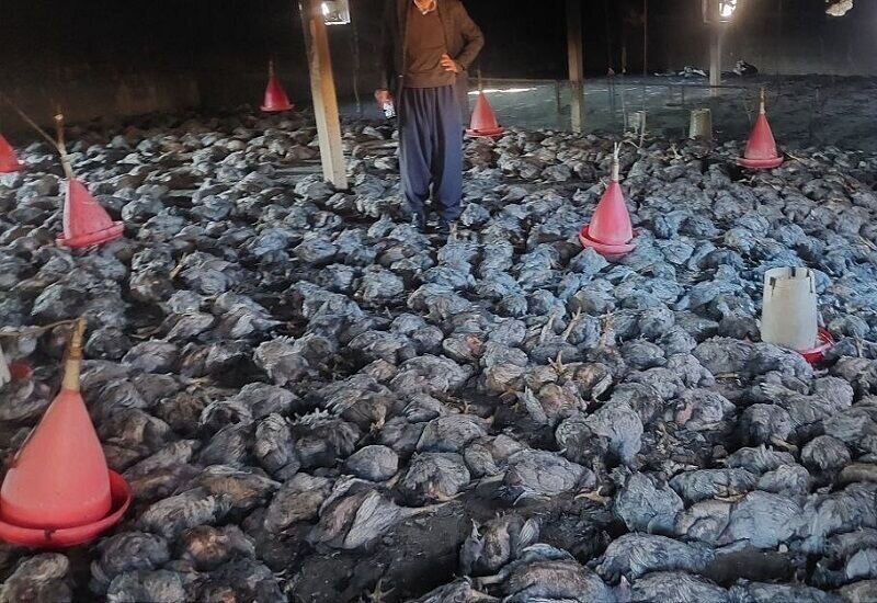 کاهش ۵.۲ درصدی شاخص قیمت تولیدکننده محصولات مرغداری صنعتی کاهش ۵.۲ درصدی شاخص قیمت تولیدکننده محصولات مرغداری صنعتی