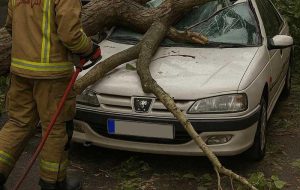 مسئولیت شهرداری در قبال درختان معابر عمومی؛ جبران خسارت سقوط درخت بر روی خودرو